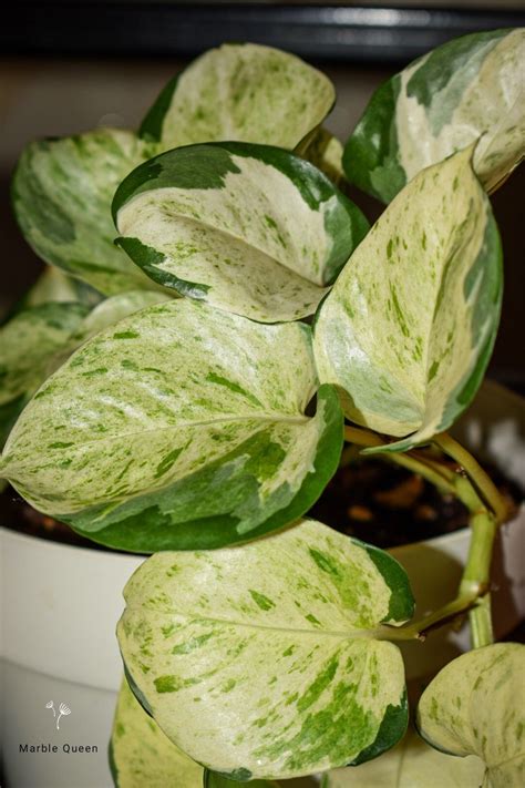 Marble queen pothos – Artofit