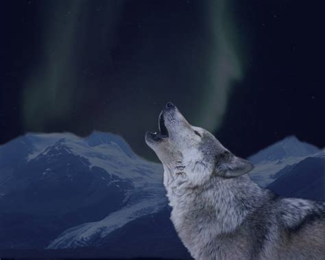 Image result for Wolves Cry Lyrics