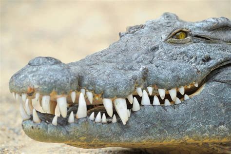 Crocodiles can sense how distressed human babies are from their cries ...