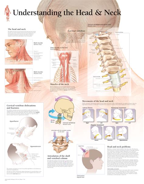 Gross Anatomy Of Head And Neck