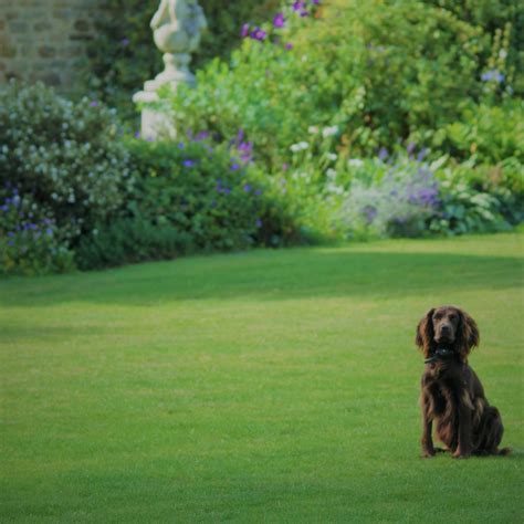 Drought Buster - Lawn UK - Drought Resistant Grass Seed