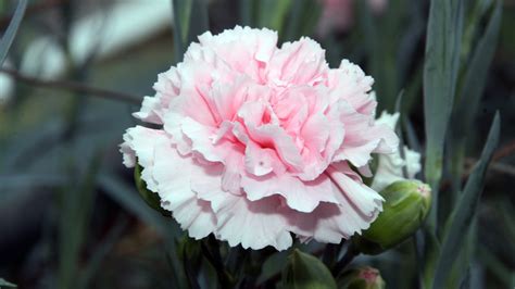 Carnation | Kew