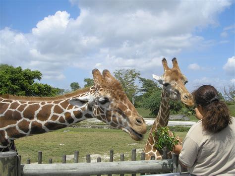 File:Feeding the Giraffes at Miami Metro Zoo 80.JPG - Wikimedia Commons