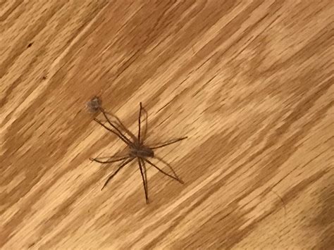 Spiders in New York - Species & Pictures