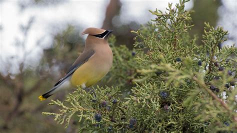 Wallpaper cedar waxwing, waxwing, bird, bush hd, picture, image