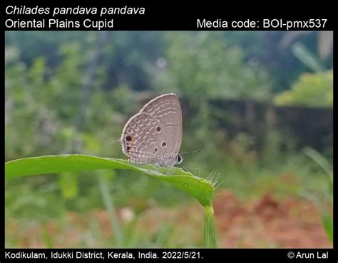 Chilades pandava pandava | Butterfly