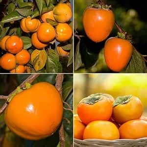 TENDER LEAVES Honam Indian Persimmon Variety Fruit Grafted Live Plants ...