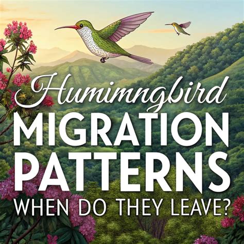 Image result for Hummingbird Migration Patterns