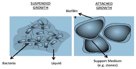 Physical and Biological Treatment Technologies of Slaughterhouse ...