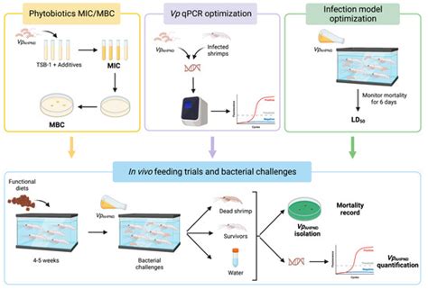 Exploring the Effect of Functional Diets Containing Phytobiotic ...