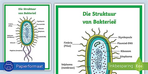 Die Struktuur van Bakterieë Plakkaat
