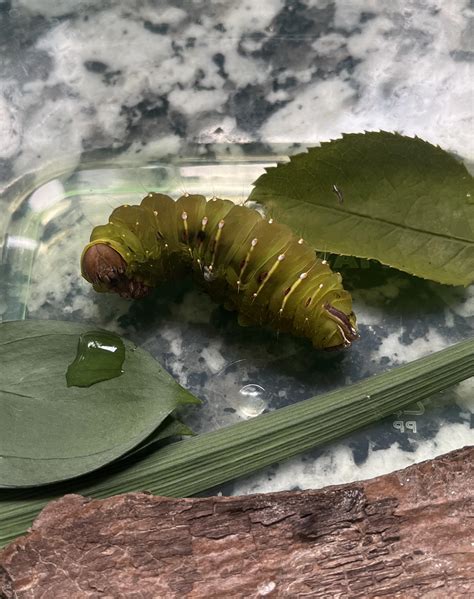 Polyphemus Moth Caterpillar