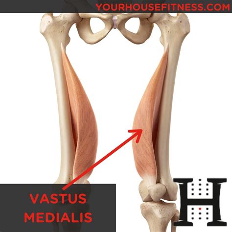Muscle Breakdown: Vastus Medialis | Your House Fitness
