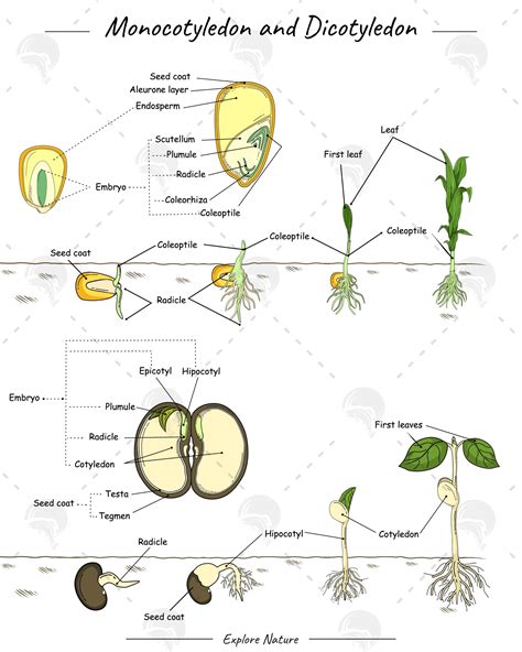 Monocot vs Dicot Seed Comparison Diagram