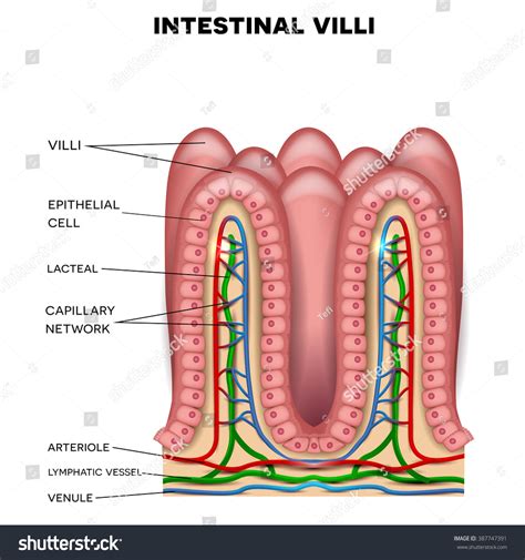 315 Villus Structure Images, Stock Photos & Vectors | Shutterstock