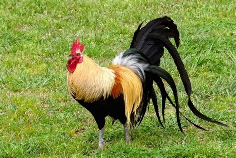 Salmon Fly Rooster Tail at Preston Lamb blog