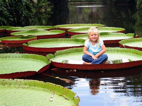 Giant Lily Pad
