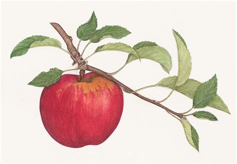 apple drawing painting