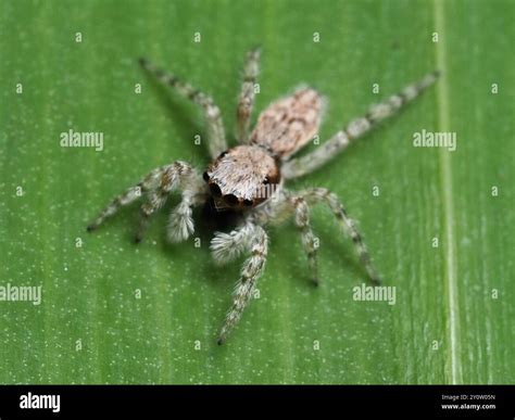 Gray Wall Jumping Spider (Menemerus bivittatus) Arachnida Stock Photo ...
