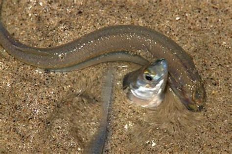 Can Zebra Fish Live Without Oxygen? The Scientific Truth