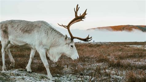 What Do Reindeer Eat? Let's Dive In!