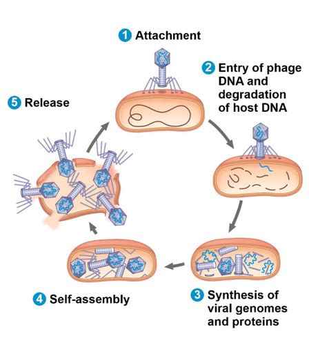 Image result for Viral Replication Process