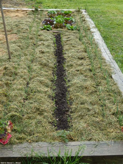 Mulching with Grass Clippings in the Garden