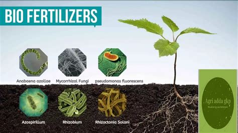Biofertilizers 的图像结果