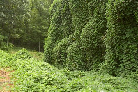Kudzu Control | Missouri Department of Conservation