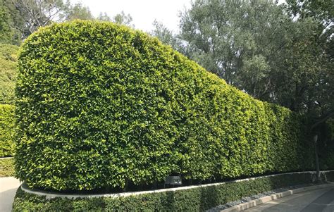 Ficus Nitida Hedge