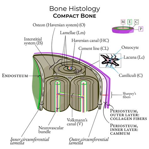 Image result for Compact Bone Structure