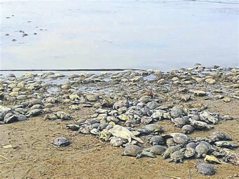 Jharkhand: 800 rescued tortoises released in Massanjore dam die | India ...