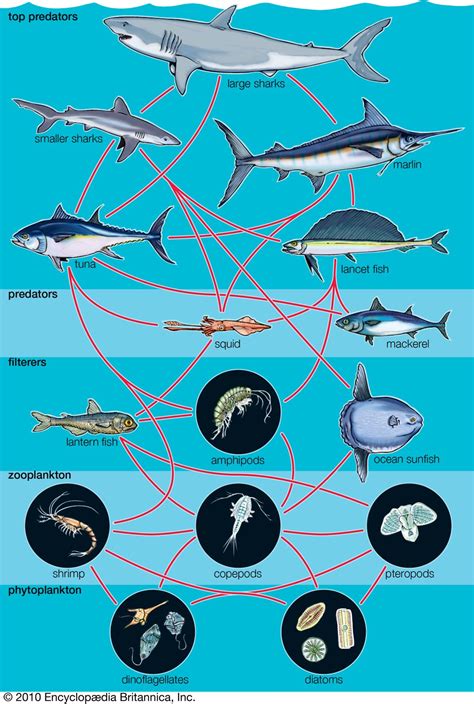 food web: generalized aquatic food web | Ocean food web, Food web ...