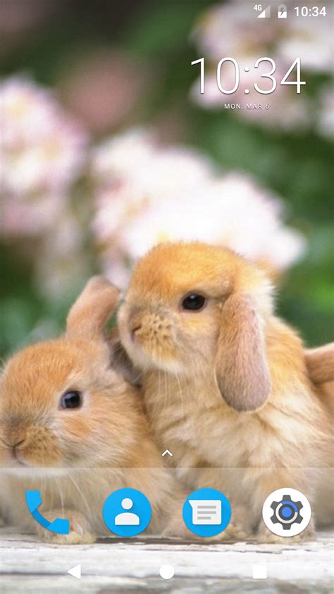Cute Bunny HD Wallpapers - App on Amazon Appstore
