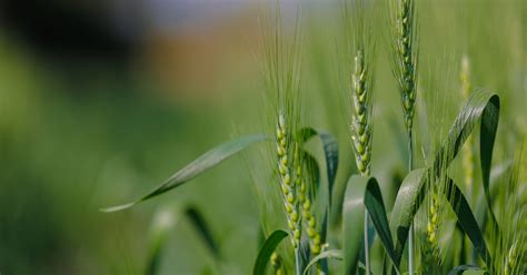 Roller-coaster Ride of the Wheat Economy of India | Economic and ...