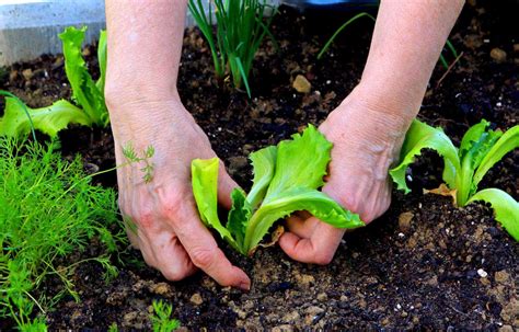 The Greener Garden: 4 Sustainable Options To Explore