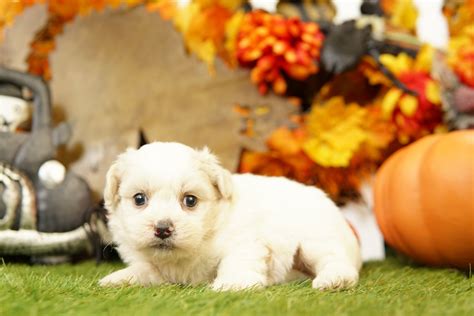 Cockapoo — Heritage Puppies