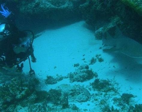 DIVE ACADEMY MEXICO (Playa del Carmen) - What to Know Before You Go