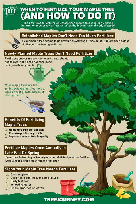 When Is Best Time To Fertilize Trees