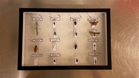 4-H Virtual Insect Collection 的图像结果