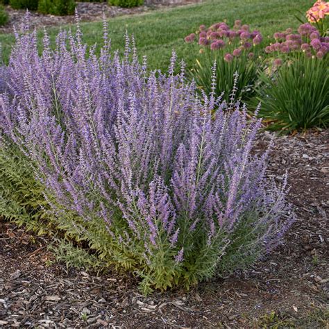 Russian Sage