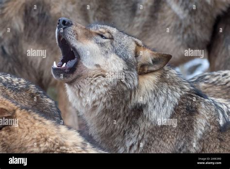 Image result for Wolves Cry Lyrics