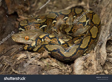 Image result for Baby Reticulated Python