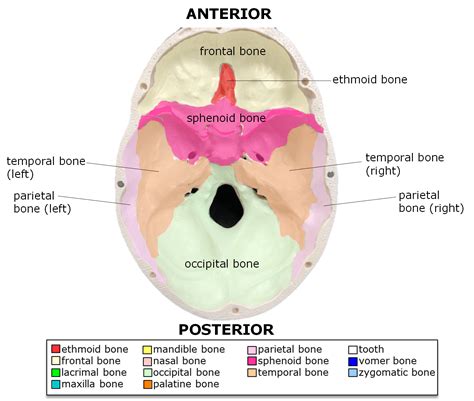Base Of Cranium Superior at Armando Mendoza blog