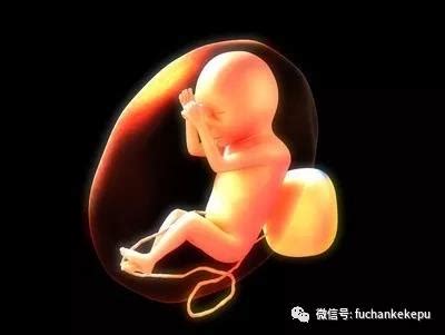 怀孕多久胎儿发育成型(胎儿孕几周发育全部成型) – 吃瓜网