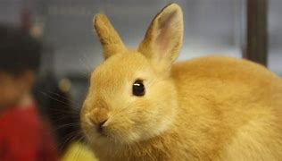 Image result for Bunnies Breeds
