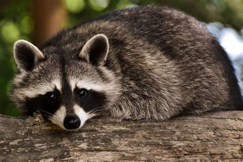 Rock 102 Listen Live - CJDJ-FM, 102.1 MHz FM, Saskatoon, Canada ...