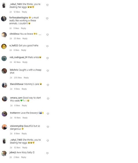 Image result for Python Attacks Cat