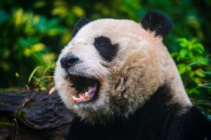 Write a Program to Create Panda Series 的图像结果