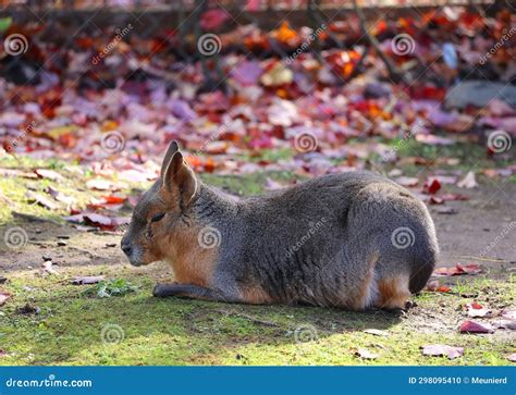 The Patagonian Mara is a Relatively Large Rodent in the Mara Genus Stock Photo - Image of white ...